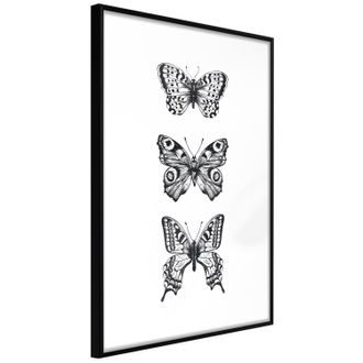 Plagát motýle v čiernobielom prevedení - Butterfly Collection