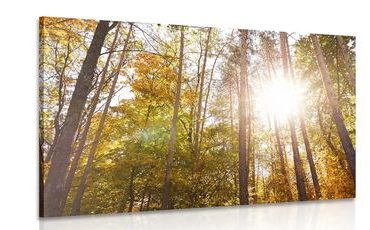 CANVAS PRINT FOREST IN AUTUMN COLORS - PICTURES OF NATURE AND LANDSCAPE - PICTURES
