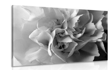 CANVAS PRINT CARNATION PETALS IN BLACK AND WHITE - BLACK AND WHITE PICTURES - PICTURES