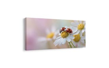 SLIKA PROLJETNA CVJETNA LIVADA - SLIKE ŽIVOTINJA - SLIKE