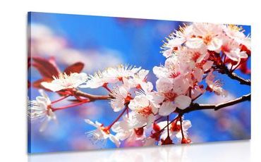 CANVAS PRINT SPRING CHERRY BLOSSOMS - PICTURES FLOWERS - PICTURES