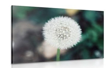 CANVAS PRINT WHITE FLUFFY DANDELION HAT - PICTURES FLOWERS - PICTURES