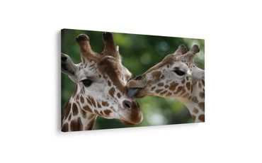 SLIKA NJEŽNI DODIR ŽIRAFA - SLIKE ZEBRE I ŽIRAFE - SLIKE