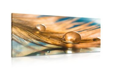 CANVAS PRINT DROP OF WATER ON A GOLDEN FEATHER - STILL LIFE PICTURES - PICTURES