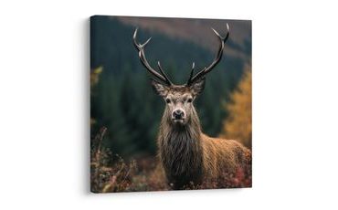 KÉP SZARVAS A VARÁZSLATOS ERDŐBEN - SZARVASOS KÉPEK - KÉPEK