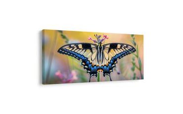 SLIKA ŠARENI LEPTIR U PRIRODI - SLIKE LEPTIRA - SLIKE