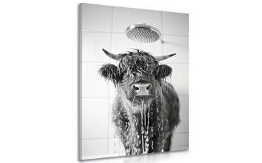 OBRAZ KRÁVA VE SPRŠE - OBRAZY BUVOLY A KRÁVY - OBRAZY