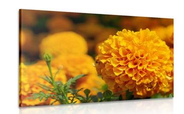 OBRAZ AZTÉCKÝ MĚSÍČEK - OBRAZY KVĚTŮ - OBRAZY