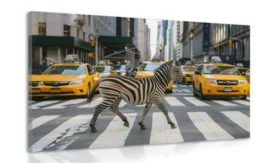 WANDBILD ZEBRA IN NEW YORK - DOVIDO CHALLENGE - BILDER