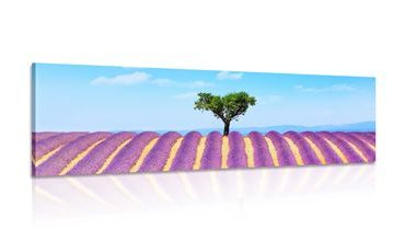 Wandbild Provenzalisches Lavendelfeld
