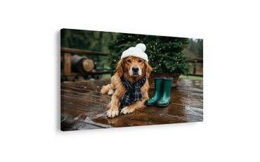 OBRAZ VÁNOČNÍ PES NA TERASE - VÁNOČNÍ A ZIMNÍ OBRAZY - OBRAZY