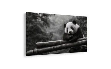 SLIKA PANDA ODMARA NA BAMBUSU - SLIKE ŽIVOTINJA - SLIKE