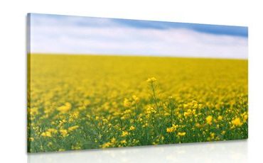 CANVAS PRINT YELLOW FIELD - PICTURES OF NATURE AND LANDSCAPE - PICTURES