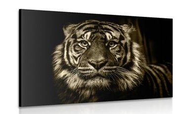 WANDBILD TIGER IN SEPIA - SCHWARZ-WEISSE BILDER - BILDER