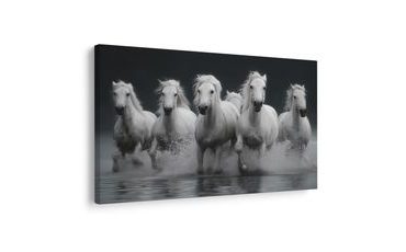 SLIKA BIJELI KONJI U POKRETU - SLIKE KONJA - SLIKE