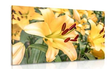 CANVAS PRINT YELLOW LILY - PICTURES FLOWERS - PICTURES