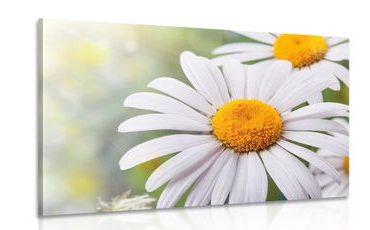 CANVAS PRINT DAISY FLOWERS - PICTURES FLOWERS - PICTURES