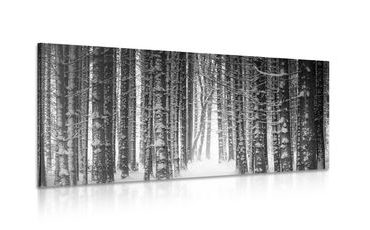 CANVAS PRINT FOREST COVERED IN SNOW IN BLACK AND WHITE - BLACK AND WHITE PICTURES - PICTURES