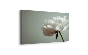 SLIKA NJEŽNI BIJELI BOŽUR - SLIKE CVIJEĆA - SLIKE