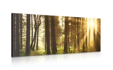 CANVAS PRINT SUNLIT FOREST - PICTURES OF NATURE AND LANDSCAPE - PICTURES