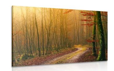 CANVAS PRINT PATH TO THE FOREST - PICTURES OF NATURE AND LANDSCAPE - PICTURES