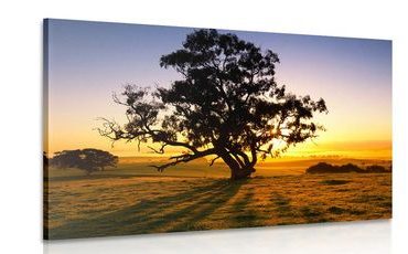 CANVAS PRINT LONELY TREE AT SUNSET - PICTURES OF NATURE AND LANDSCAPE - PICTURES