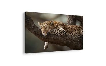 ΠΊΝΑΚΑΣ ΣΕ ΚΑΜΒΆ ΛΕΟΠΆΡΔΑΛΗ ΠΟΥ ΞΕΚΟΥΡΆΖΕΤΑΙ ΣΕ ΔΈΝΤΡΟ - ΠΊΝΑΚΕΣ ΜΕ ΛΙΟΝΤΆΡΙΑ ΚΑΙ ΤΊΓΡΕΙΣ - ΠΊΝΑΚΕΣ