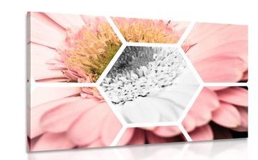 OBRAZ GERBERA V ŠESTIÚHELNÍKU - OBRAZY KVĚTŮ - OBRAZY