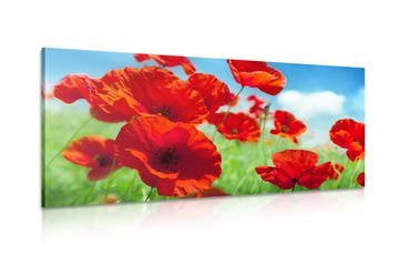 CANVAS PRINT POPPY FLOWERS IN A MEADOW - PICTURES FLOWERS - PICTURES