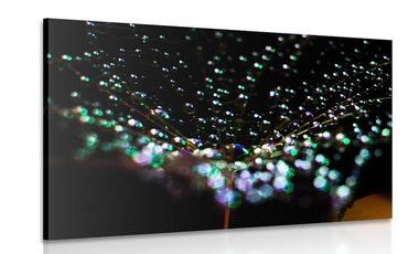 CANVAS PRINT WATER DROPS ON A DANDELION - PICTURES FLOWERS - PICTURES