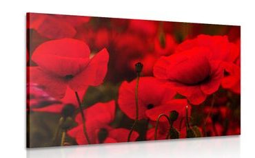 CANVAS PRINT FIELD OF WILD POPPIES - PICTURES FLOWERS - PICTURES