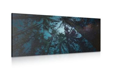 WANDBILD WALD UNTER DEM NACHTHIMMEL - BILDER BÄUME UND LAUB - BILDER