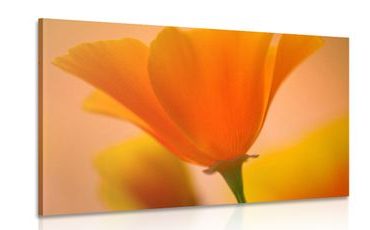 CANVAS PRINT BEAUTIFUL FLOWER - PICTURES FLOWERS - PICTURES
