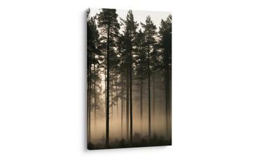 TABLEAU SUR TOILE – FORÊT PAISIBLE DANS LA BRUME MATINALE - TABLEAUX FORÊT - TABLEAUX