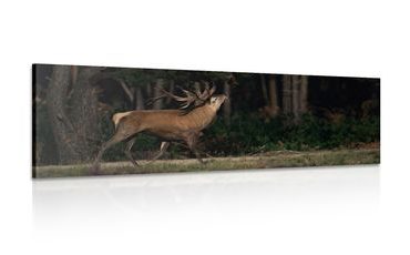WANDBILD MAJESTÄTISCHER HIRSCH - BILDER TIERE - BILDER