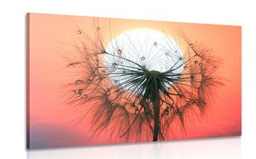 CANVAS PRINT DANDELION AT SUNSET - PICTURES FLOWERS - PICTURES