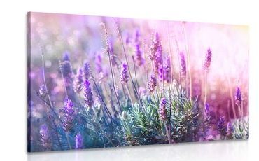 CANVAS PRINT ROMANTIC LAVENDER - PICTURES FLOWERS - PICTURES