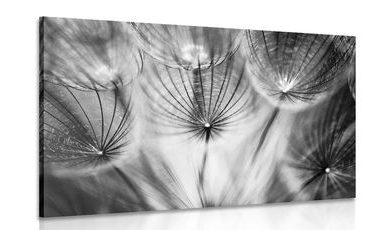 CANVAS PRINT DANDELION IN BLACK AND WHITE - BLACK AND WHITE PICTURES - PICTURES