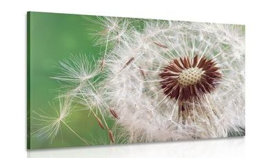 CANVAS PRINT DANDELION SEEDS - PICTURES FLOWERS - PICTURES