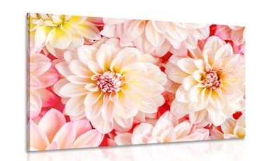 CANVAS PRINT DELICATE DAHLIA FLOWERS - PICTURES FLOWERS - PICTURES