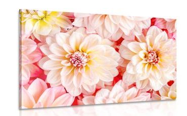 OBRAZ NĚŽNÉ KVĚTY JIŘINY - OBRAZY KVĚTŮ - OBRAZY