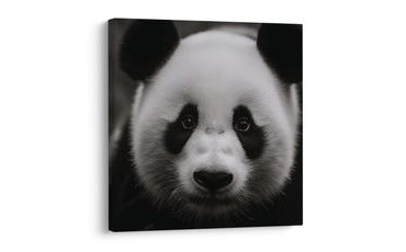 SLIKA PANDA NA CRNOJ POZADINI - SLIKE ŽIVOTINJA - SLIKE