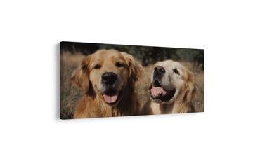 SLIKA ZLATNA DLAKA PASA - SLIKE PASA - SLIKE