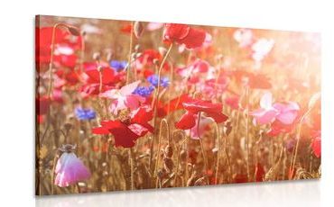 CANVAS PRINT POPPY SOAKED IN SUNLIGHT - PICTURES FLOWERS - PICTURES