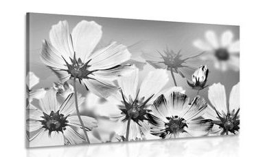 OBRAZ LETNÍ KVĚTY V ČERNOBÍLÉM PROVEDENÍ - ČERNOBÍLÉ OBRAZY - OBRAZY