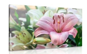 CANVAS PRINT BLOOMING LILIES IN THE GARDEN - PICTURES FLOWERS - PICTURES