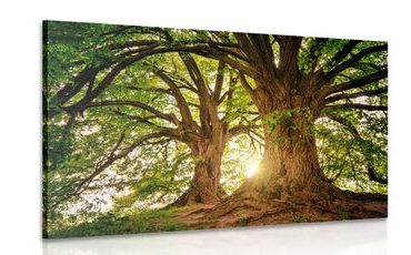 Canvas print majestic trees