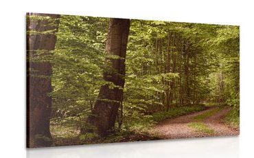 CANVAS PRINT GREEN FOREST - PICTURES OF NATURE AND LANDSCAPE - PICTURES