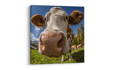 SLIKA POGLED KRAVE NA PAŠNJAKU - SLIKE BIVOLI I KRAVE - SLIKE