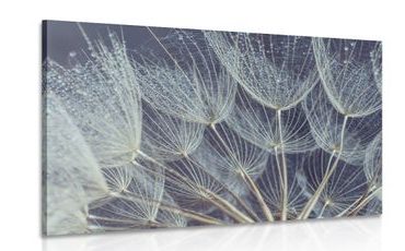 CANVAS PRINT MORNING DEW ON A DANDELION - PICTURES FLOWERS - PICTURES